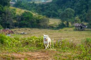 BIB: 
                            <button type="button" onclick="openModal(16010365)" class="btn btn-primary btn-sm float-right btn-popup" data-toggle="modal" data-target=".modal-high-quality">
                        <i class="fas fa-shopping-cart"></i> Add to Cart
                    </button>
                                            <button type="button" onclick="isThisMe(16010365, true)" class="btn btn-success btn-sm float-right btn-popup btn-isme hidden" data-toggle="tooltip" data-placement="bottom" title="นี่คือรูปของคุณใช่ไหม คลิกที่นี่เพื่อเอาเข้าอัลบั้ม">
                        <i class="fas fa-plus"></i> Add to album
                    </button>
                    <button type="button" onclick="isThisMe(16010365, false)" class="btn btn-warning btn-sm float-right btn-popup btn-isnotme hidden">
                        <i class="fas fa-ban"></i> Remove from album
                    </button>